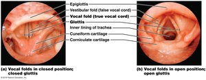 Vocal folds in closed and open positions