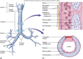 Trachea and bronchial tree with histological details