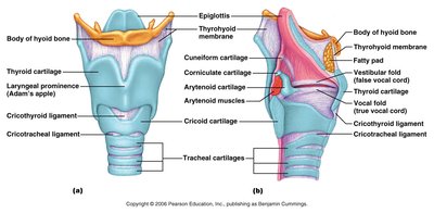 Larynx anatomy