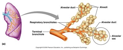 Respiratory bronchioles and alveoli