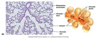 Alveolar structure and histology