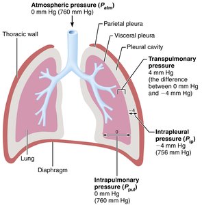 Intrapulmonary and intrapleural pressure relationships