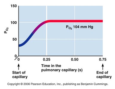 Oxygenation of blood in pulmonary capillaries