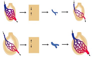 Ventilation-perfusion coupling