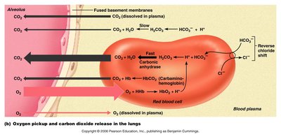 Oxygen pickup and carbon dioxide release in the lungs