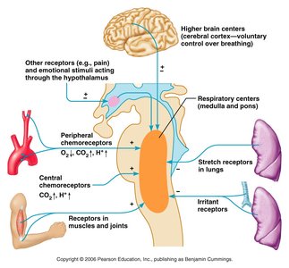 Neural control of respiration