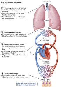 Four Processes of Respiration diagram