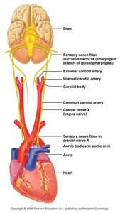 Peripheral and central chemoreceptors