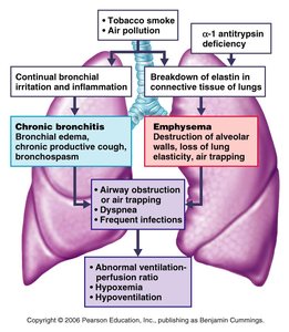 Pathogenesis of COPD
