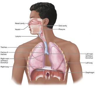 Major organs forming the respiratory passageways