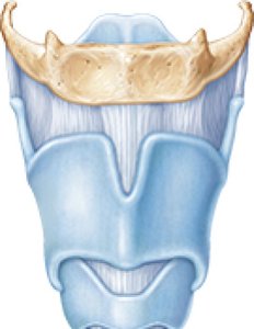 Larynx structure