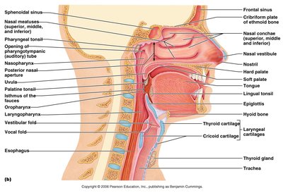 Sagittal section of the upper respiratory tract