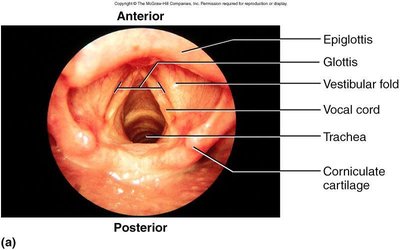 Endoscopic view of larynx