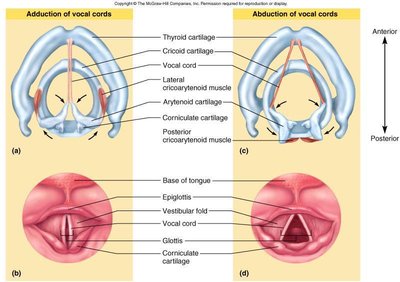Action of vocal cords