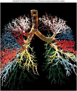 Bronchial tree and alveoli
