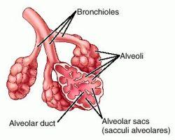 Alveolus structure