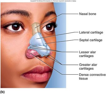 Bony and cartilaginous supports of the nose