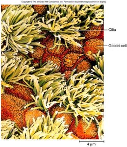 Cilia and goblet cells in respiratory mucosa