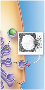 Secretory and membrane renewal vesicles