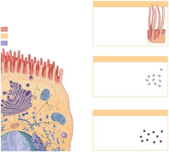 Cilia structure and function