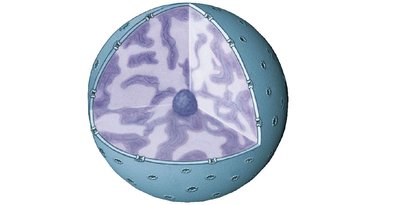 Nucleus structure