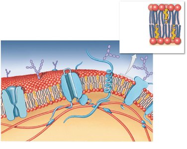 Plasma membrane structure