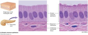 Simple columnar epithelium
