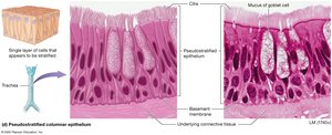 Pseudostratified columnar epithelium