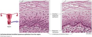Stratified squamous epithelium