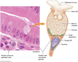 Goblet cell structure