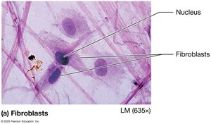 Fibroblasts in connective tissue