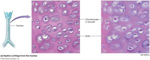 Hyaline cartilage
