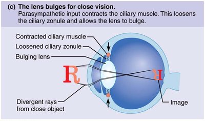 Diagram showing lens bulging for close vision