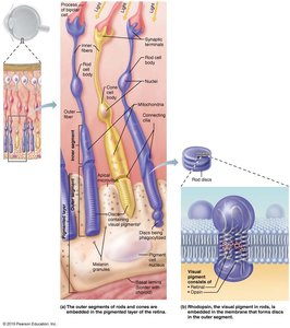 Diagram of rhodopsin in rod discs