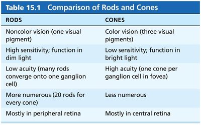 Diagram of visual processing at the retina