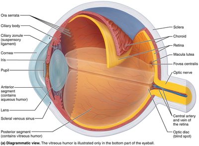 Diagram of the eye showing the fibrous layer, sclera, and cornea