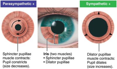 Diagram showing parasympathetic and sympathetic control of pupil size