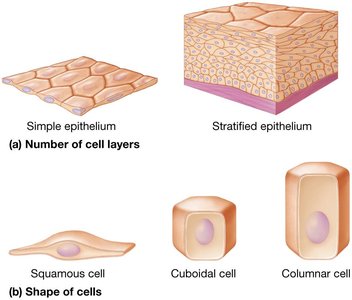 Classification of epithelial cells