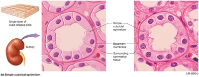 Simple cuboidal epithelium