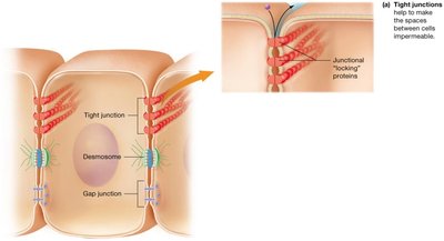 Tight junctions diagram