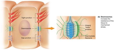 Desmosomes diagram