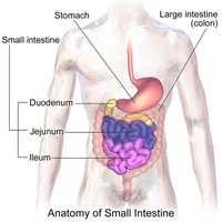 Anatomy of the small intestine: duodenum, jejunum, ileum
