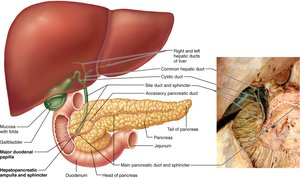 Diagram showing folds, villi, and microvilli of the small intestine
