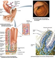 Labeled diagram of the colon: cecum, appendix, ascending, transverse, descending, sigmoid colon, rectum