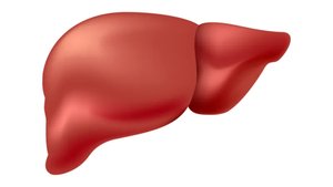 Diagram of the liver, gallbladder, and pancreas with ducts