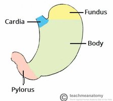 Simplified diagram of stomach regions: cardia, fundus, body, pylorus