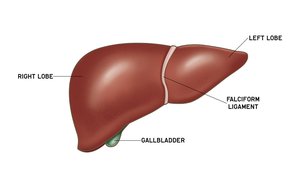 Labeled anatomical lobes of the liver