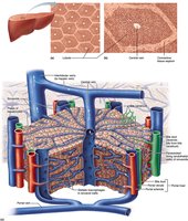 Microscopic anatomy of the liver lobule and portal triad
