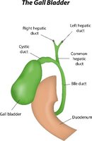 Diagram of the gallbladder and bile ducts
