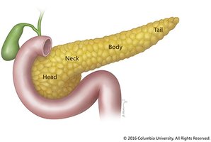 Diagram of the pancreas showing ducts and anatomical regions